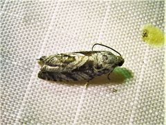 Cydia lacustrina 40837645 by Annika Lindqvist. Used under a CC BY 4.0 license.
