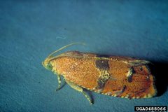 Cydia latiferreana by Larry R. Barber, USDA Forest Service, United States. Used under a CC BY 3.0 us license.