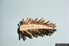 Cydia piperana larva by Wayne Brewer, Auburn University, United States. Used under a CC BY 3.0 us license.