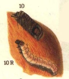 Cydia pomonella ugglan by Bibliographisches Institut Leipzig. Used under a Public domain license.