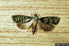 Cydia toreuta by Steven Katovich, USDA Forest Service, United States. Used under a CC BY 3.0 license.