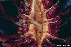 Cydia toreuta larva by USDA Forest Service - Northeastern Area Archive, USDA Forest Service, United States. Used under a CC BY 3.0 license.