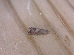 Dichrorampha acuminatana by Donald Hobern from Canberra, Australia. Used under a CC BY 2.0 license.