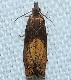 Dichrorampha bittana by Andy Reago &amp; Chrissy McClarren. Used under a CC BY 2.0 license.