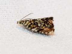 Dichrorampha leopardana by Quinten Wiegersma. Used under a CC BY 4.0 license.