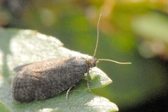 Dichrorampha.sedatana.-.lindsey by James K. Lindsey. Used under a CC BY-SA 3.0 license.