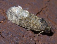 Ecdytolopha mana P1610767a by 
xpda. Used under a CC BY-SA 4.0 license.
