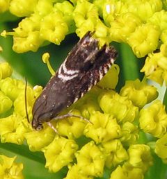 Grapholita interstinctana by Jacy Lucier. Used under a CC BY-SA 4.0 license.