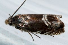 Grapholita lana 02 by CBG Photography Group, Centre for Biodiversity Genomics. Used under a CC0 license.