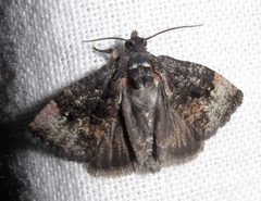 Gymnandrosoma punctidiscanum by Jacy Lucier. Used under a CC BY-SA 4.0 license.