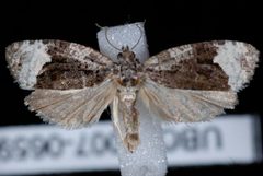 Apotomis funerea by Jeremy deWaard, University of British Columbia. Used under a CC BY 3.0 license.