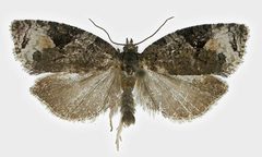Apotomis infida by SIP Haapala. Used under a Copyrighted free use license.