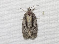 Apotomis removana by Dan MacNeal. Used under a CC BY 4.0 license.