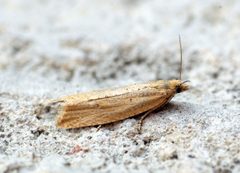 Bactra lancealana - Flickr - Bennyboymothman by Ben Sale from UK. Used under a CC BY 2.0 license.