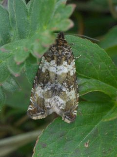 Celypha cespitana P1480516a by 
xpda. Used under a CC BY-SA 4.0 license.