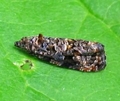 Endothenia hebesana by Jacy Lucier. Used under a CC BY-SA 4.0 license.