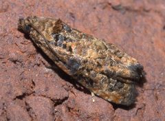 Endothenia hebesana P1250329a by 
xpda. Used under a CC BY-SA 4.0 license.