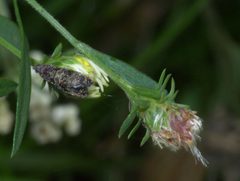 Endothenia hebesana P1340759a by 
xpda. Used under a CC BY-SA 4.0 license.