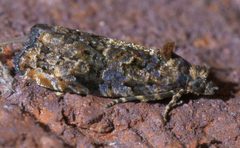 Endothenia hebesana P1540287a by 
xpda. Used under a CC BY-SA 4.0 license.