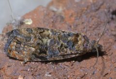 Endothenia hebesana P1650776a by 
xpda. Used under a CC BY-SA 4.0 license.