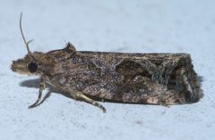 Endothenia nubilana P1440900a by 
xpda. Used under a CC BY-SA 4.0 license.