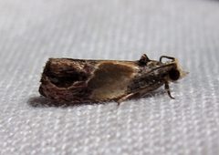 Eumarozia malachitana Jun 17-12 IMG 6864 by Jacy Lucier. Used under a CC BY-SA 4.0 license.