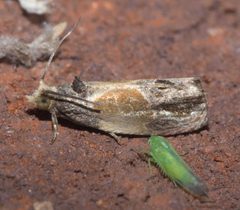 Eumarozia malachitana P1190188b by 
xpda. Used under a CC BY-SA 4.0 license.