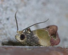 Eumarozia malachitana P1600620a by 
xpda. Used under a CC BY-SA 4.0 license.