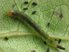 Eumarozia malachitana larva by Beatriz Moisset. Used under a CC BY-SA 4.0 license.