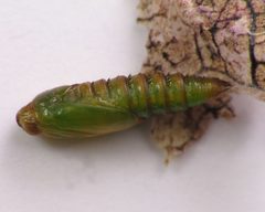 Eumarozia malachitana pupa by Beatriz Moisset. Used under a CC BY-SA 4.0 license.