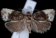 Hedya nubiferana JdW by Jeremy deWaard, University of British Columbia. Used under a CC BY 3.0 license.