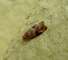 European Vine Moth.Lobesia botrana.Tortricidae - Flickr - gailhampshire by gailhampshire from Cradley, Malvern, U.K. Used under a CC BY 2.0 license.