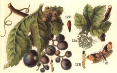 Lobesia botrana ugglan by wikipedia. Used under a Public domain license.