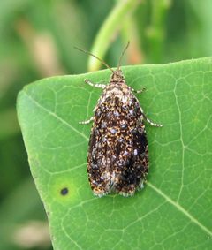 Olethreutes albiciliana by Jacy Lucier. Used under a CC BY-SA 4.0 license.