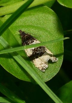Olethreutes bipartitana 92412053 by Bernie Paquette. Used under a CC BY 4.0 license.