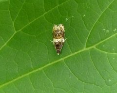 Olethreutes fasciatana1 by Dendroica cerulea. Used under a CC BY 2.0 license.