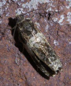 Olethreutes fasciatana P1410321a by 
xpda. Used under a CC BY-SA 4.0 license.