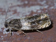 Olethreutes fasciatana P1410322a by 
xpda. Used under a CC BY-SA 4.0 license.