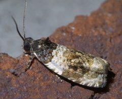 Olethreutes fasciatana P1610993a by 
xpda. Used under a CC BY-SA 4.0 license.