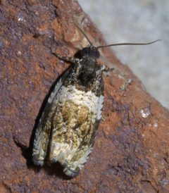 Olethreutes fasciatana P1610994a by 
xpda. Used under a CC BY-SA 4.0 license.