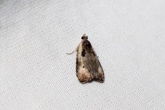 Olethreutes inornatana 84823979 by Quinten Wiegersma. Used under a CC BY 4.0 license.