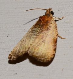 Olethreutes inornatana 86817575 by Bernie Paquette. Used under a CC BY 4.0 license.