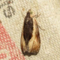 Olethreutes mysteriana 86222050 by Dan MacNeal. Used under a CC BY 4.0 license.