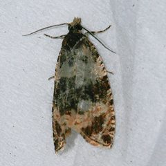 Orthotaenia undulana 01 by CBG Photography Group, Centre for Biodiversity Genomics. Used under a CC0 license.