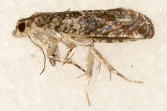 Orthotaenia undulana 03 by CBG Photography Group, Centre for Biodiversity Genomics. Used under a CC0 license.