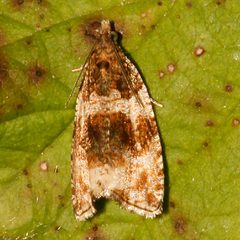 Orthotaenia undulana 05 by CBG Photography Group, Centre for Biodiversity Genomics. Used under a CC0 license.