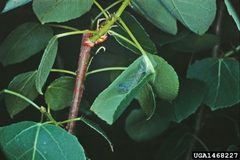 Pseudosciaphila duplex larva by USDA Forest Service - Ogden Archive. Used under a CC BY 3.0 license.