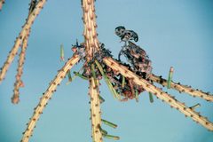 Taniva albolineana adult emerging by A. Steven Munson. Used under a CC BY 3.0 us license.