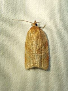 Aphelia alleniana by Louis Imbeau
https://www.inaturalist.org/people/imbeaul. Used under a CC BY 4.0 license.