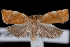 Archips argyrospila by Jeremy deWaard, University of British Columbia. Used under a CC BY 3.0 license.
